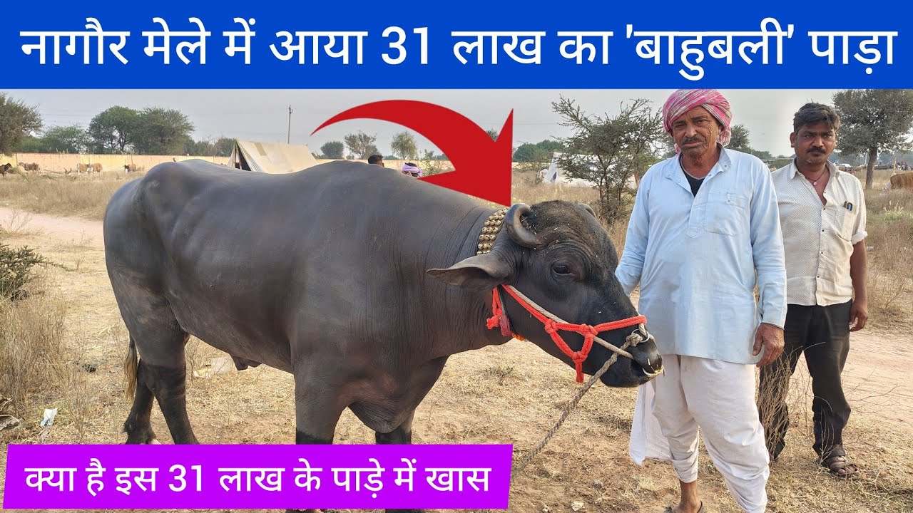 नागौर मेले में आया 31 लाख का 'बाहुबली' पाड़ा! ठाठ देखकर आप भी हैरान रह जाएंगे। Nagaur PashuMela 2026