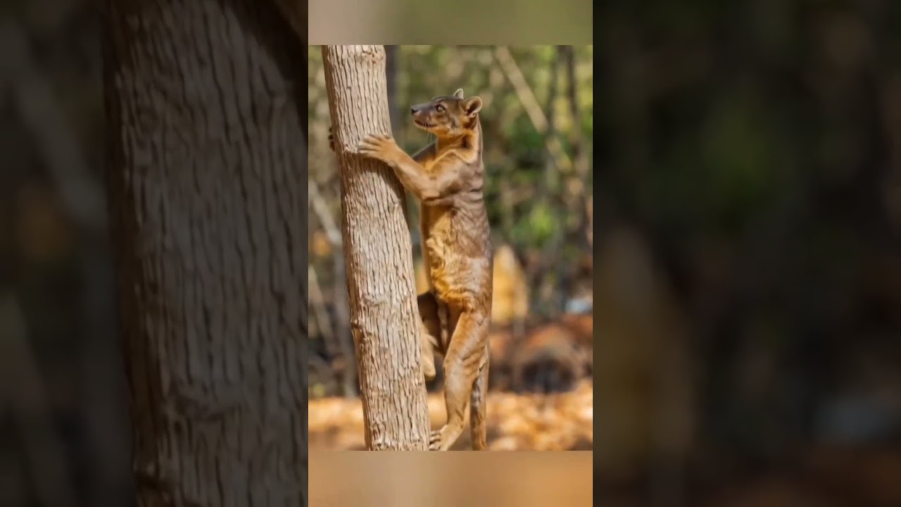 Фосса &mdash; самый опасный хищник Мадагаскара! 😱🐾 #shorts