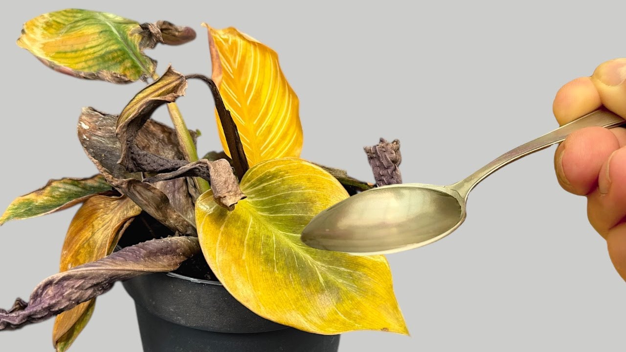 How to Revive Your Dying Plant With This Simple Trick (Works Every Time!) 🌱