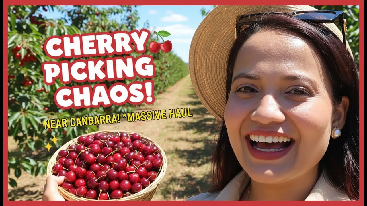Cherry Picking in Canberra 🍒 | Wallaroo Cherry Farm Experience You Can’t Miss!