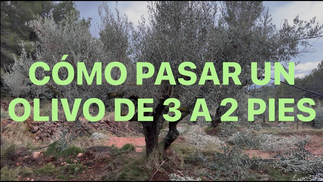 🌳De tres pies a una estructura perfecta🌳  Poda de olivo Serrana de Espadán