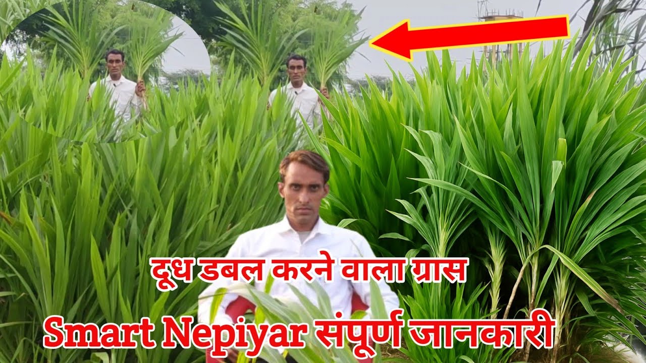 Indonesian Bahubali Smart Napier Grass | हाई Unicorn हरा चारा | Dairy Farming Profit Tips