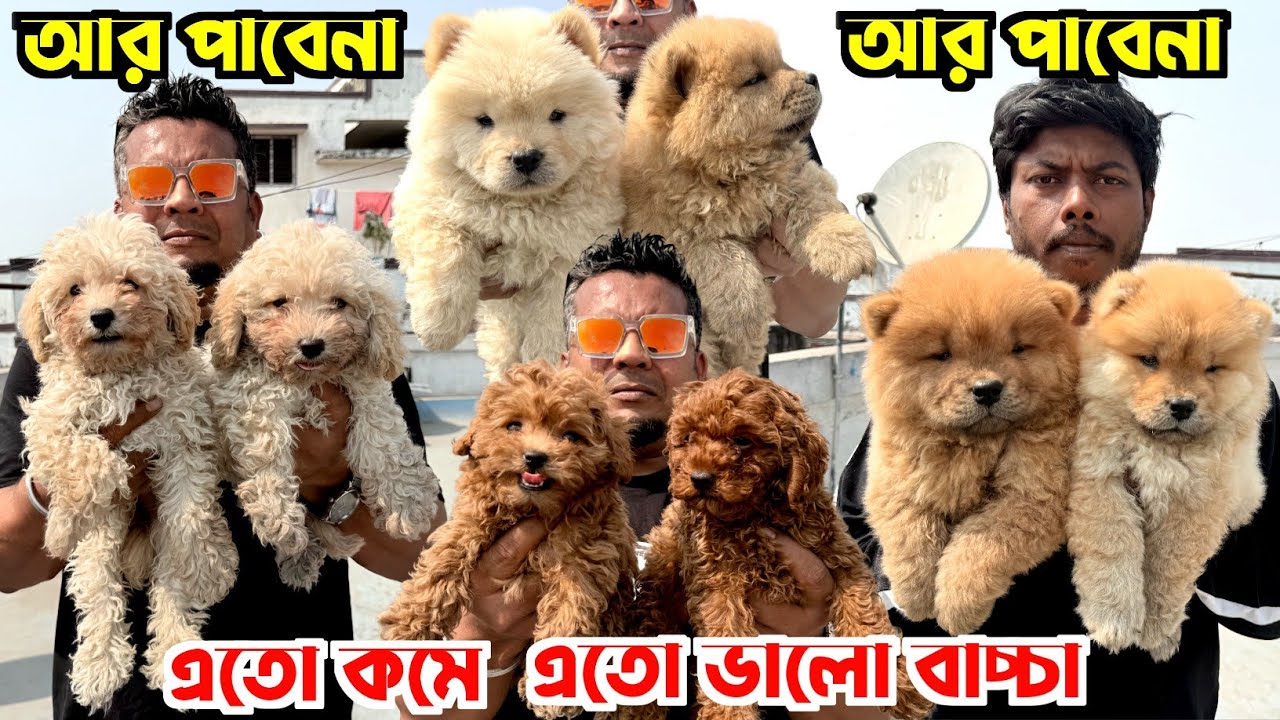 Chow Chow & Toy Poodle Puppies Sale Low Price. Dog Market in Kolkata. Kolkata Dog Market.