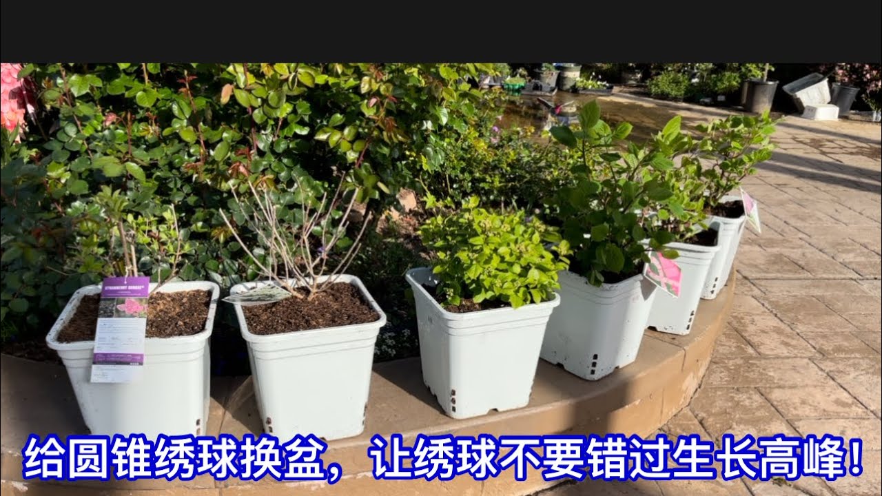 给圆锥绣球换盆，让绣球不要错过生长高峰！