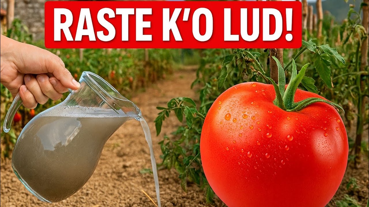 Vsego odin litr ETOGO i pomidory vzryvayutsya rostom!