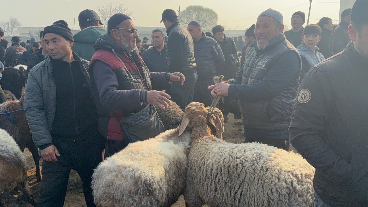 BUGUN ARZON BULDI YANGIQURGON QUY BOZORI ENA BALA QUYLAR ANCHA ARZON YAKSHANBA 01 03 2026 