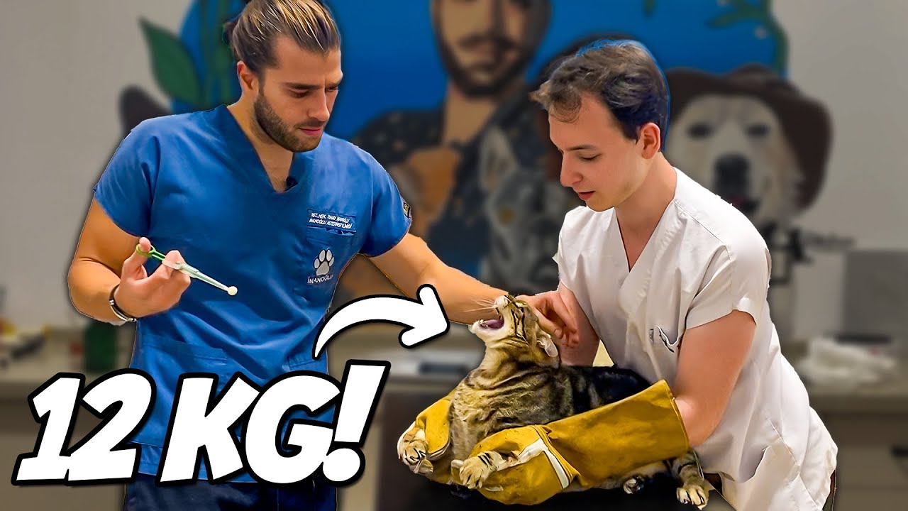 КОШКА-ГИГАНТ 12 КГ! (Как тигренок)