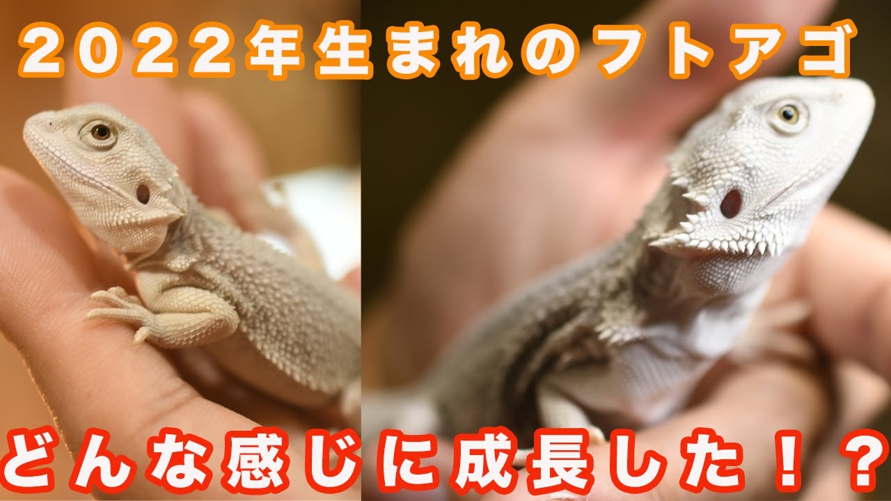 2022年生まれのフトアゴたちはどんな感じで成長しているのか！？