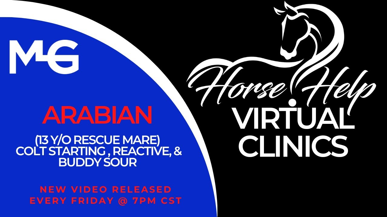 Working With A Rescue Arabian Mare Who Had Never Been Ridden | The Horse Guru - Michael Gascon