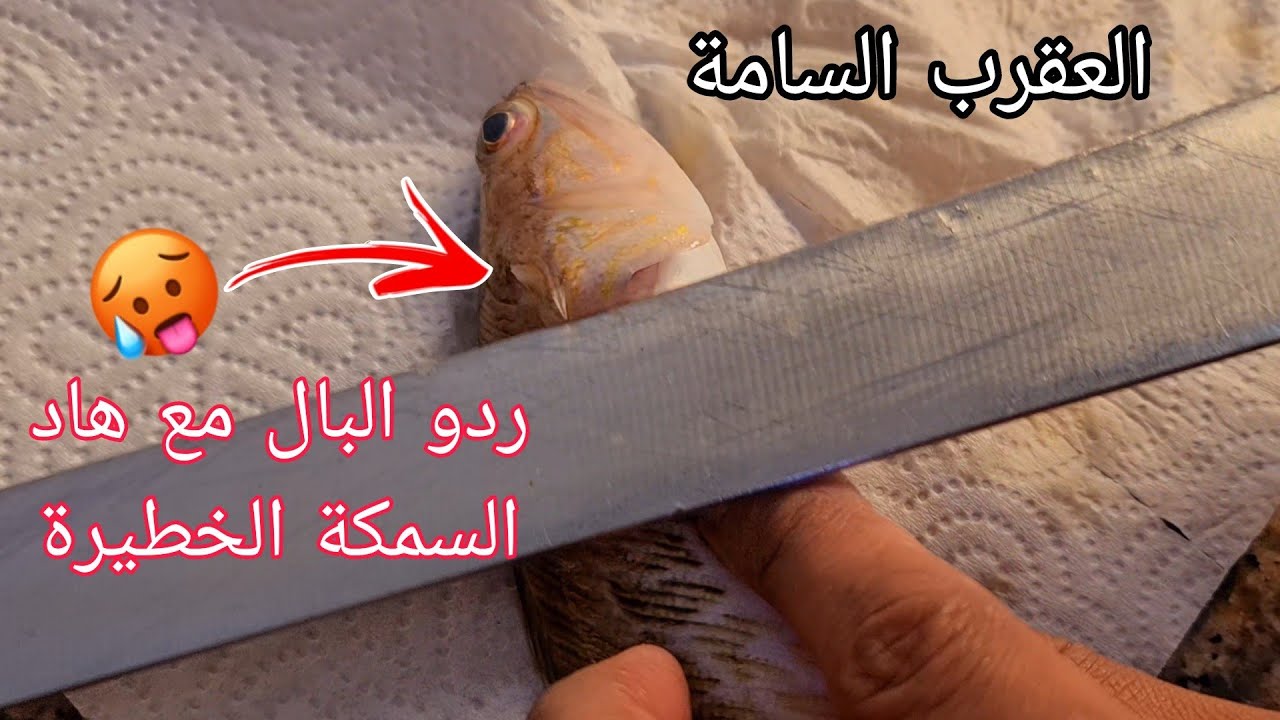الحيطة و الحذر من سمكة العقرب🦂🦞 السامة ( البلام )😱⁉️😲