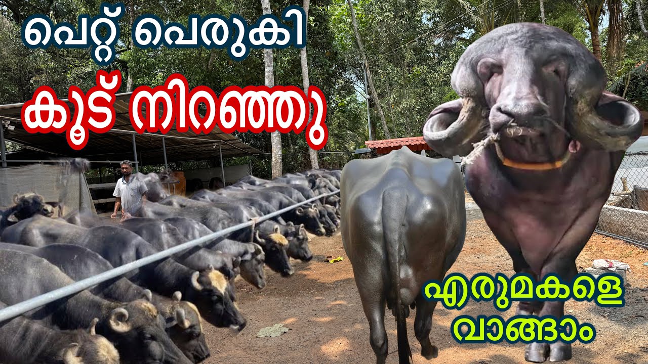 പെറ്റ് കുട്ടിയത് മുഴുവൻ എരുമകളെ ഭീമൻ എരുമകളുടെ അപൂർവ്വ ശേഖരം new buffalos farming kerala