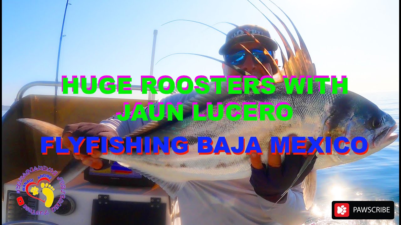 Baja 2024 / Roosterfish With Jaun Lucero Fly Fishing Bay of Death / Popup Camper Adventure