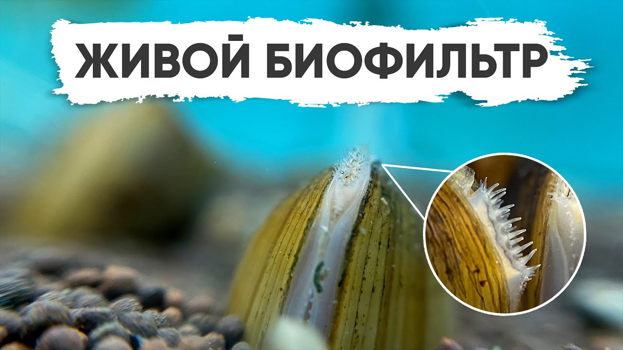 Живой биофильтр в аквариуме. Шаровка желтая яванская - Корбикула яванская