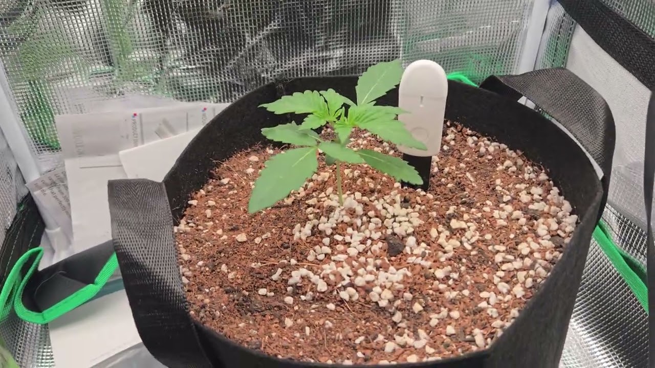 First Grow GSC auto flower in small 18x18x36 tent.
