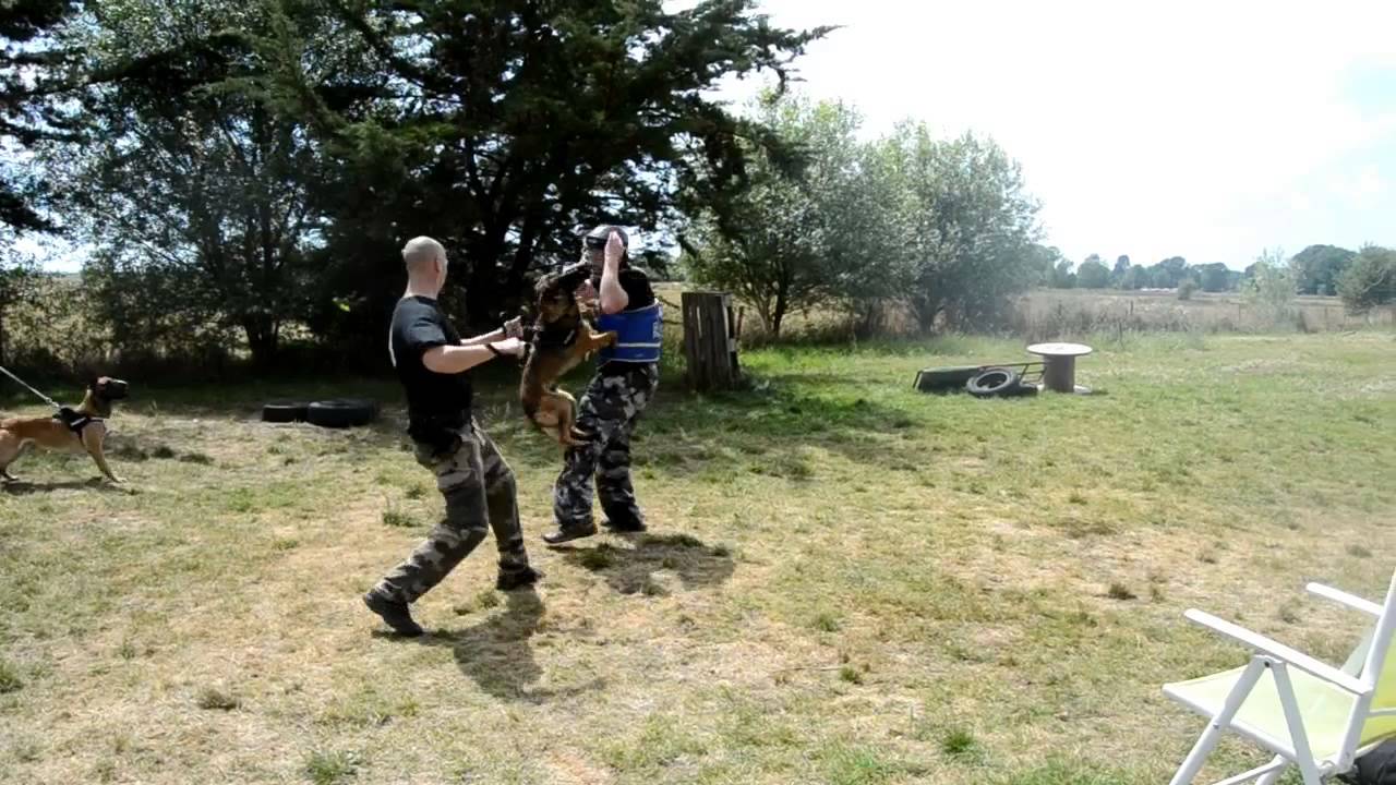 Formation instructeur cynophile