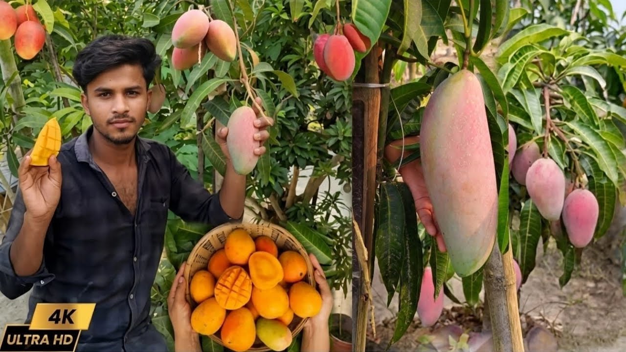 All mango variety of exotic mango variety contact number 7001734618 booking now 