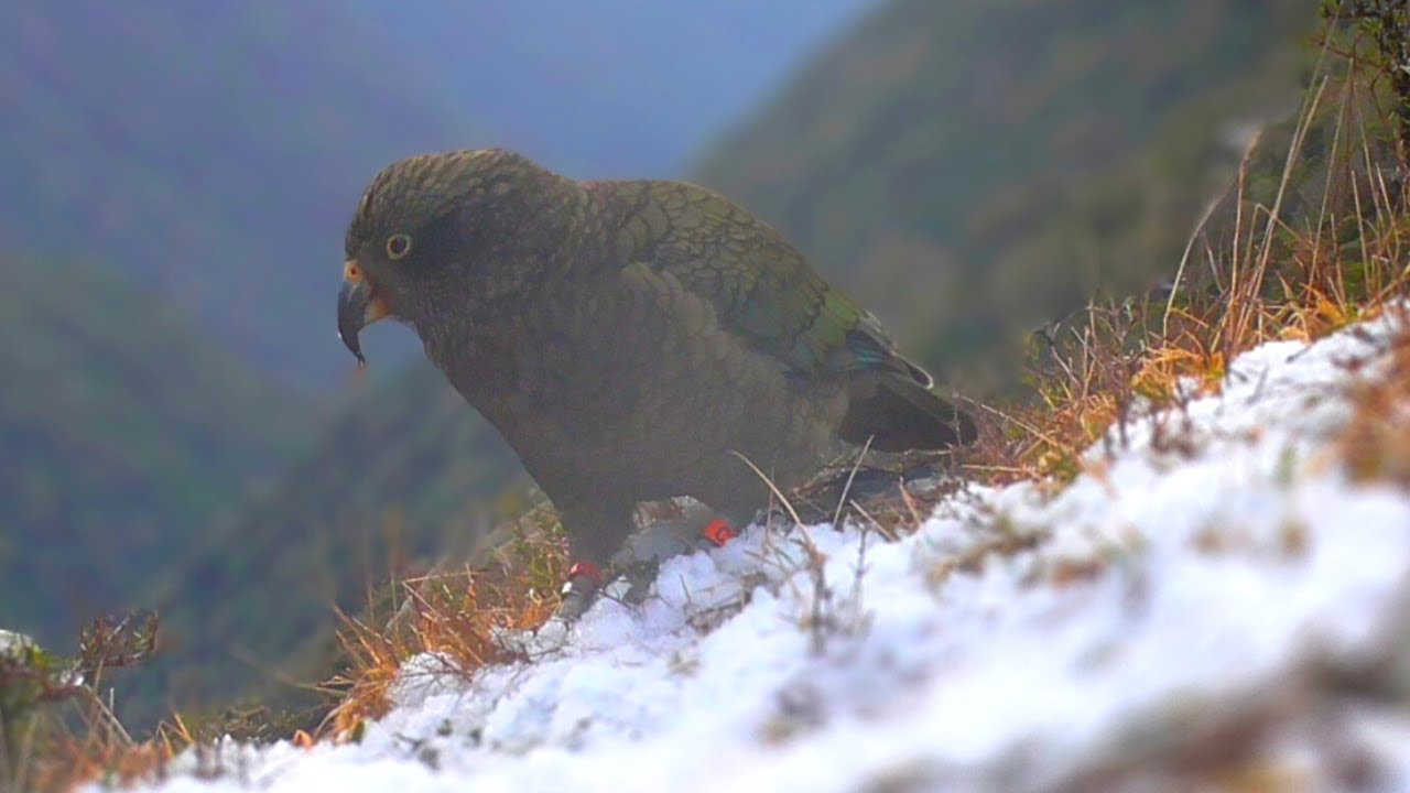Kea in the Snow