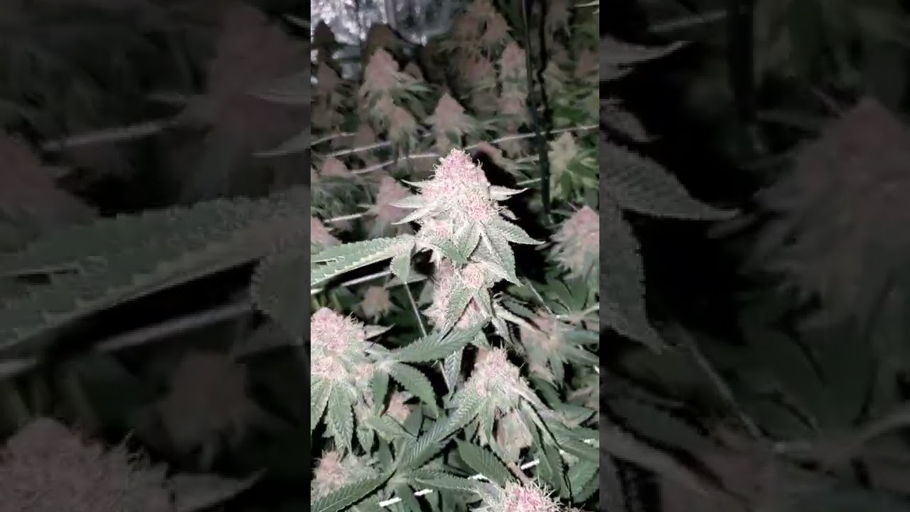 roi-e720 5x9 gorrilla grow tent  tropcherry