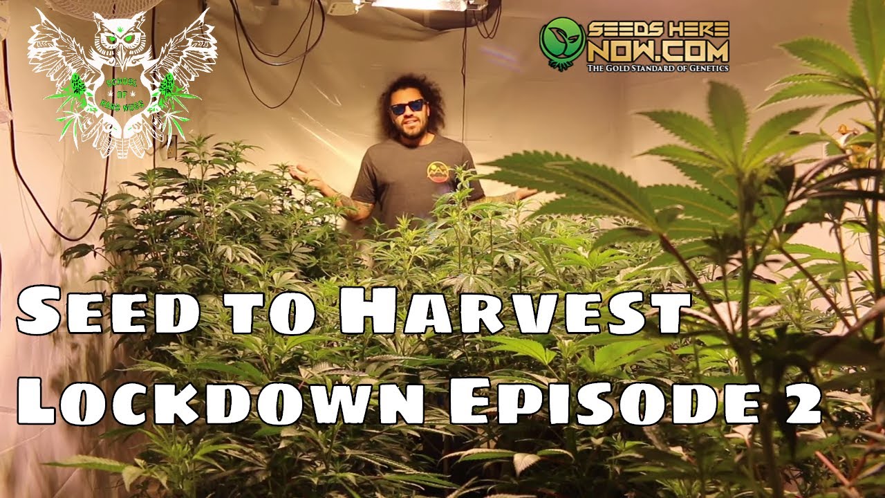 Seed to Harvest Series: Lockdown Edition Episode 2