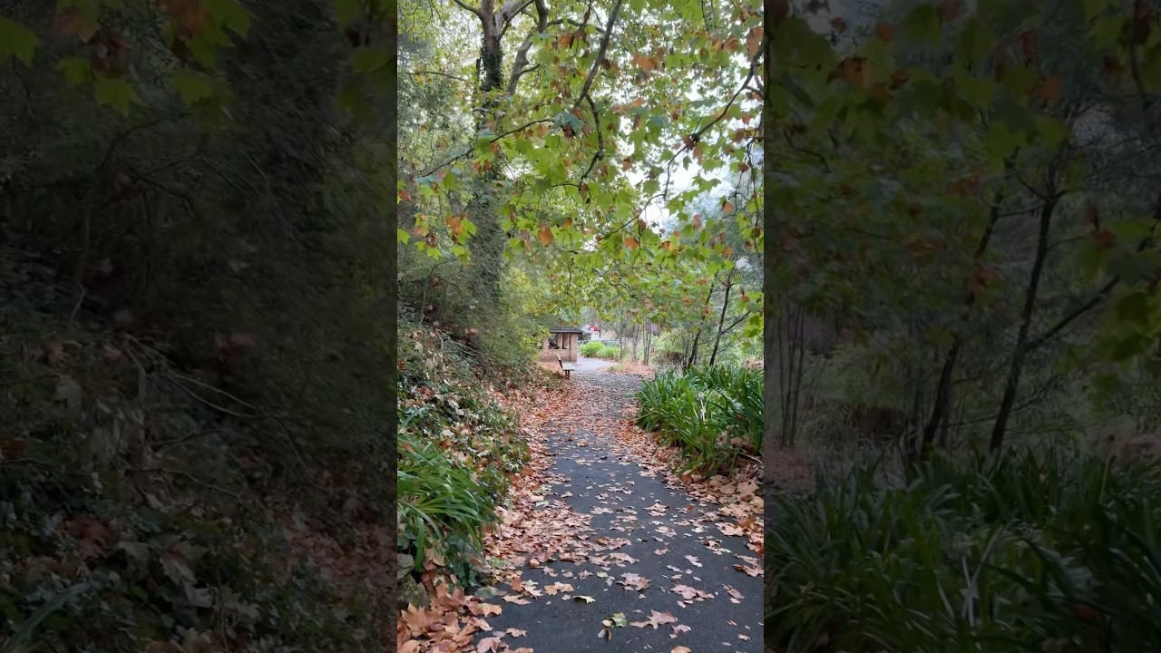 Autumn Walk #walking #travel #australia #autumn #vibes #ambient #life #shorts