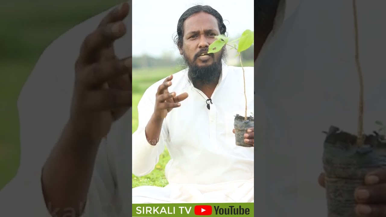 எட்டி மரம் நன்மைகள் தீமைகள் | nux-vomica | Strychnine tree இயற்கை வாழ்வியல் ஆலோசகர் சுந்தரபாண்டியன்