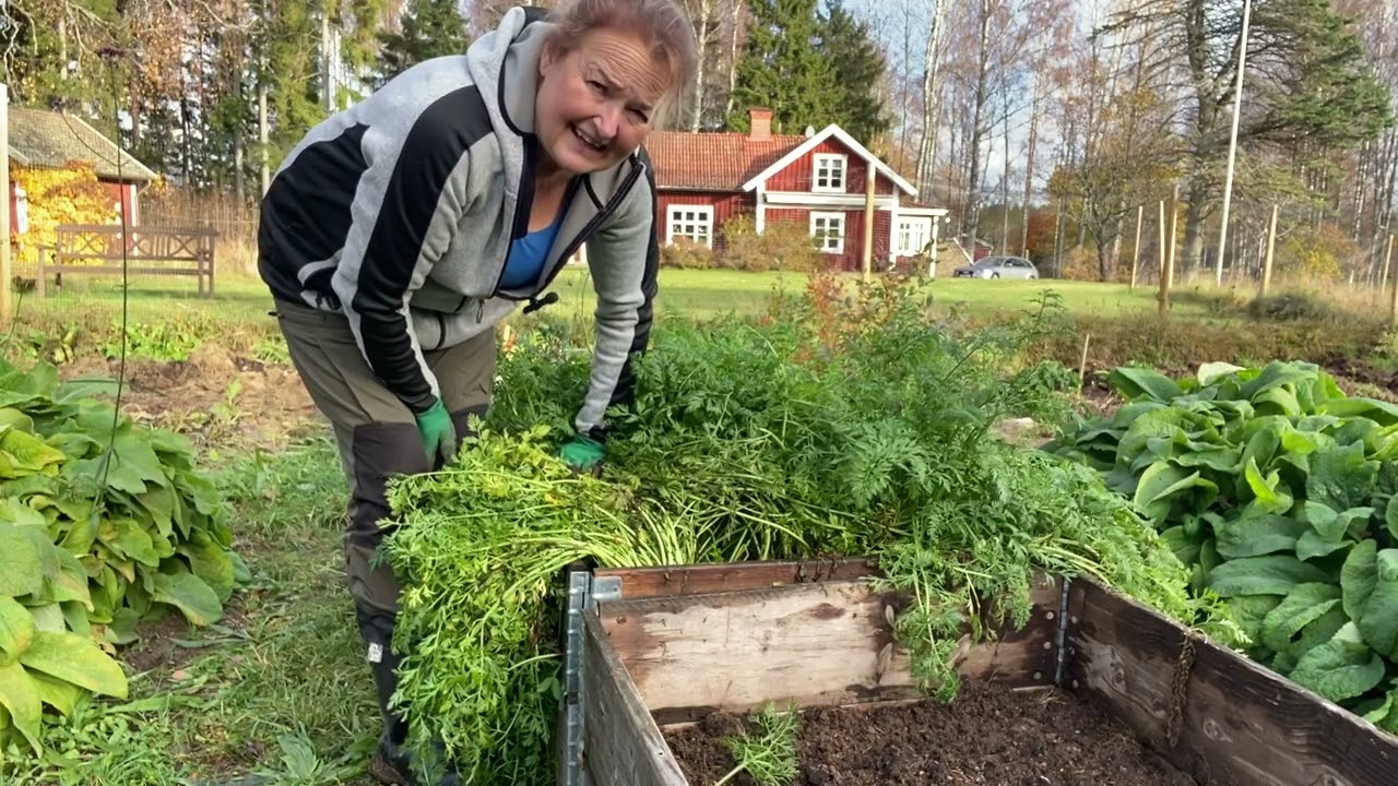 Skördar de sista rotfrukterna 