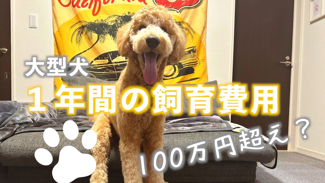 【大型犬】１年間の飼育費用！衝撃の100万円超え？ゴールデンドゥードルはお金がかかる？　#大型犬のいる生活 #スタンダードプードル #ゴールデンレトリバー#愛犬 #お金