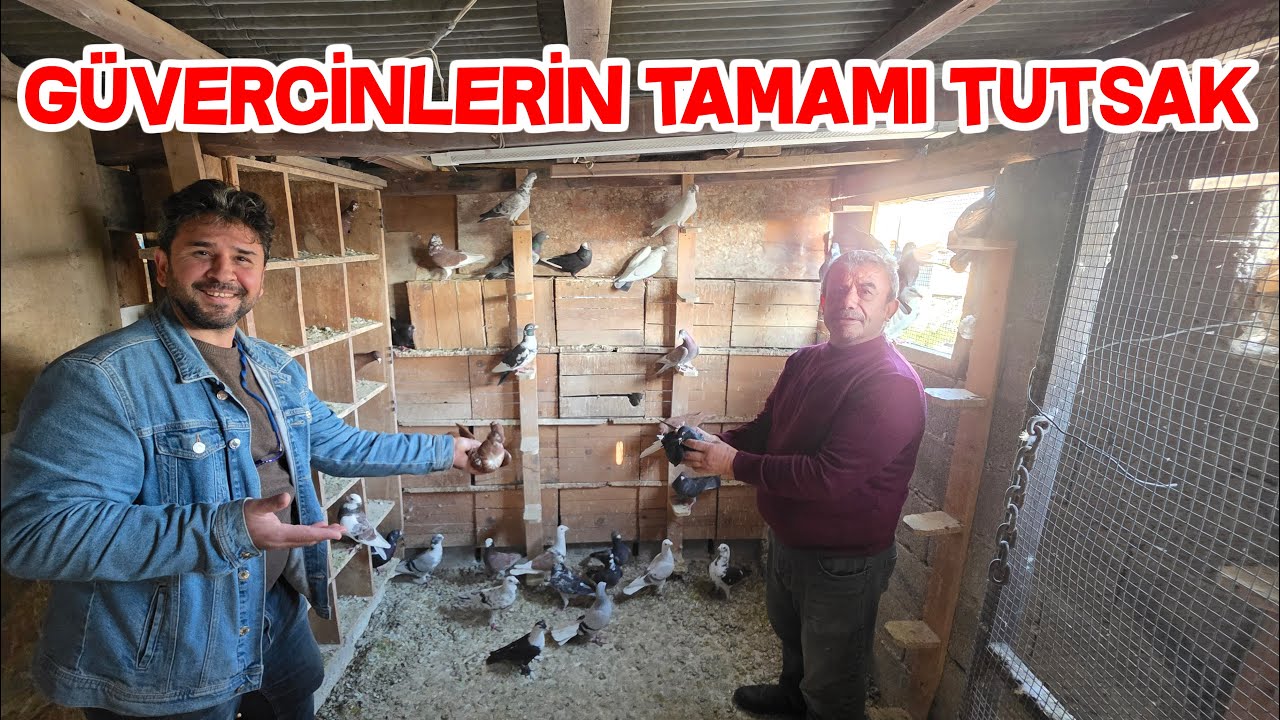 Güvercine ve Yemine Para Vermem Diyen Alpaçino Dayının Güvercinleri 