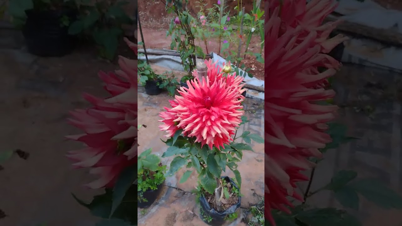 ಡೇರೆ ಗಾರ್ಡನ್   4 : ಉಷಾ ಶ್ರೀಕಾಂತ್ ಶೆಡ್ತೀಕೆರೆ  ವಿಶೇಷ ಡೇರೆಗಳು