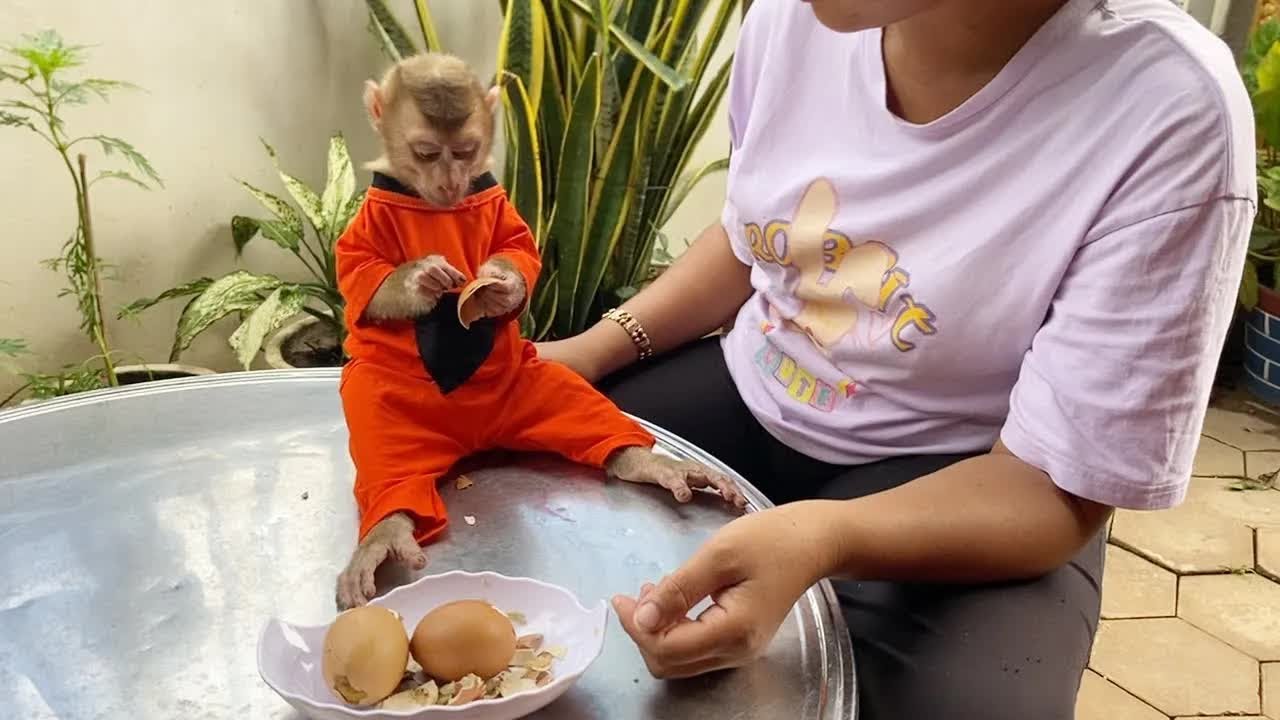 Today DAM Very Curious Sit Smelling Chicken Egg