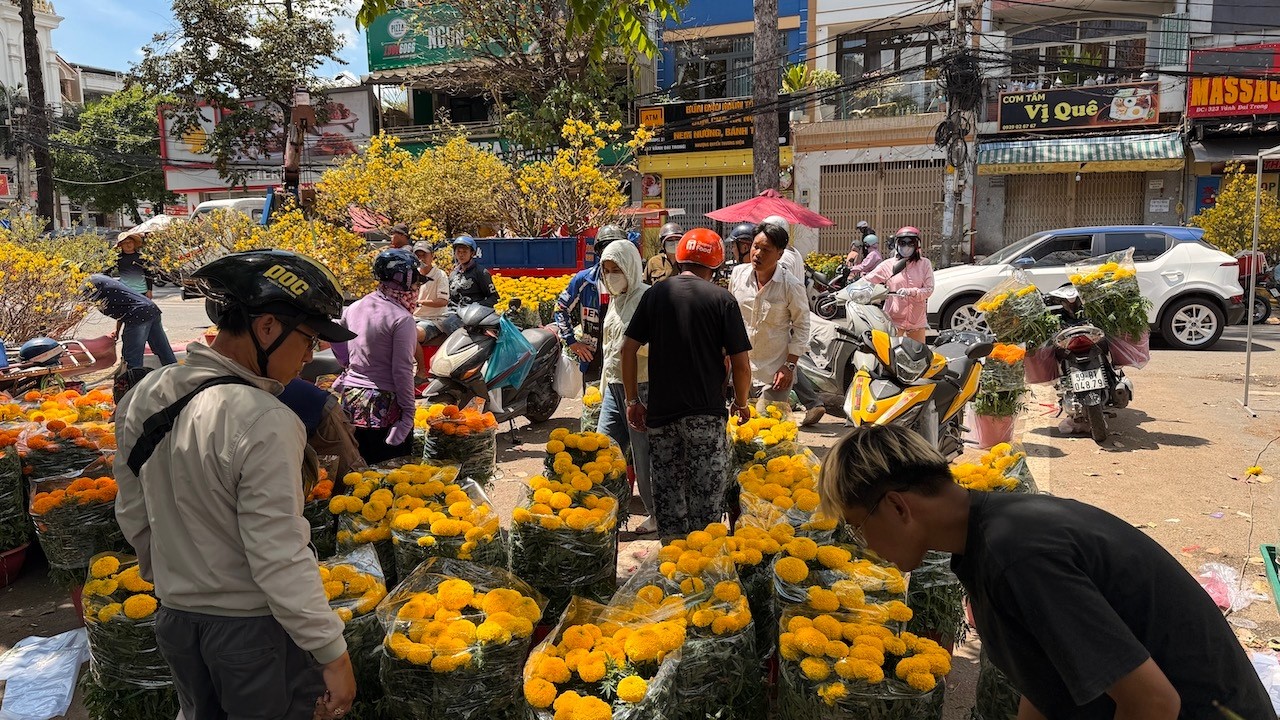 5 giờ chiều săn hoa ế, người lượm hoa tàn, kẻ xuống tiền mua cây mai 10 triệu