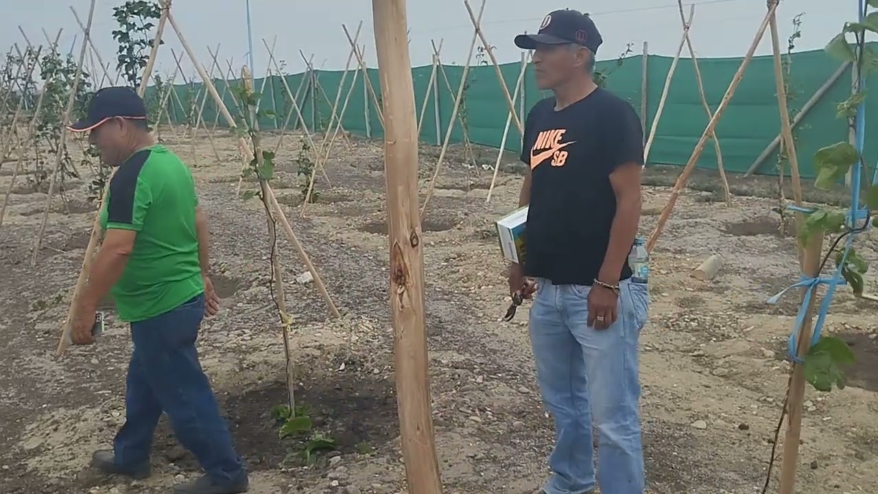 TE HNO CONSULT SRL:DESARROLLA EL CULTIVO DE MARACUYA EN EL PERU (V )