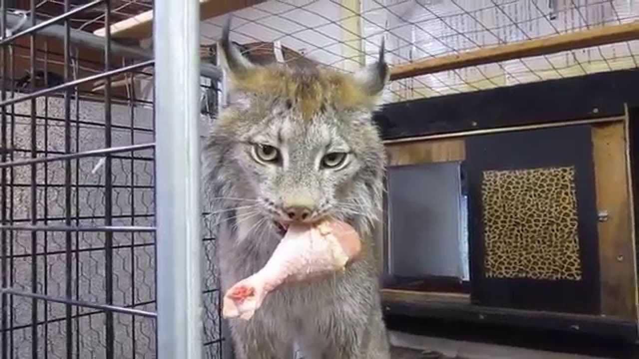 Max Canada Lynx Chicken Time