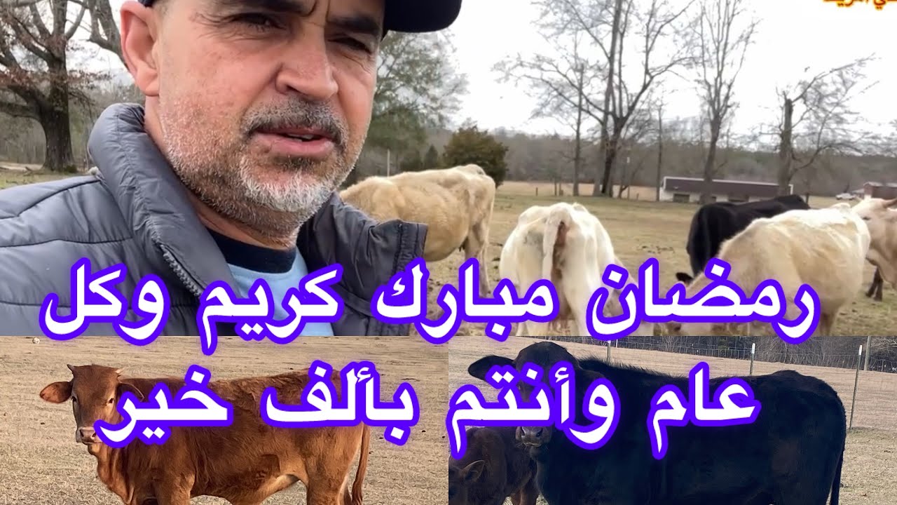 روتين يوم جديد في المزرعة وجديد العجلة اليتيمة 🇲🇦🇺🇸🇺🇸🇲🇦