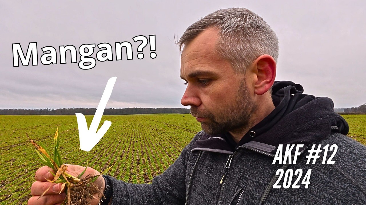 AKF #12 Starker Manganmangel in der Gerste