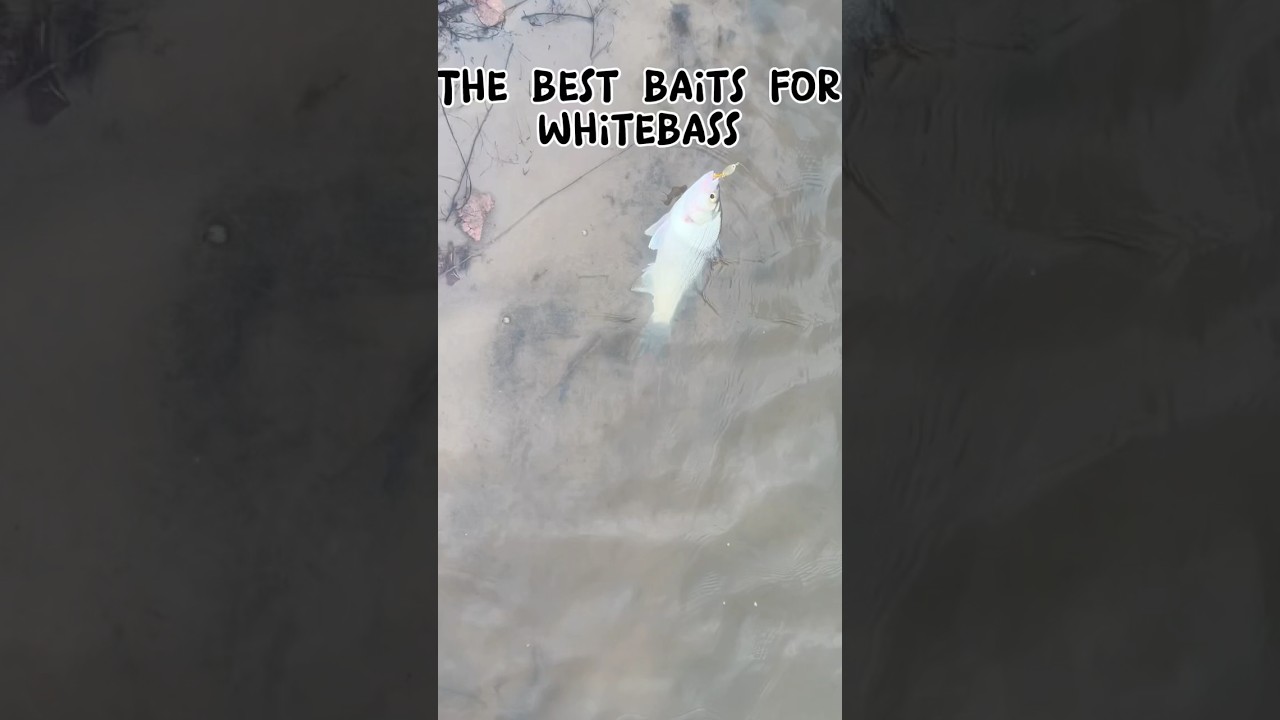 The best baits for white/sand bass🎣 #bass #fishing #grow #sandbar #bigginer #tutorial