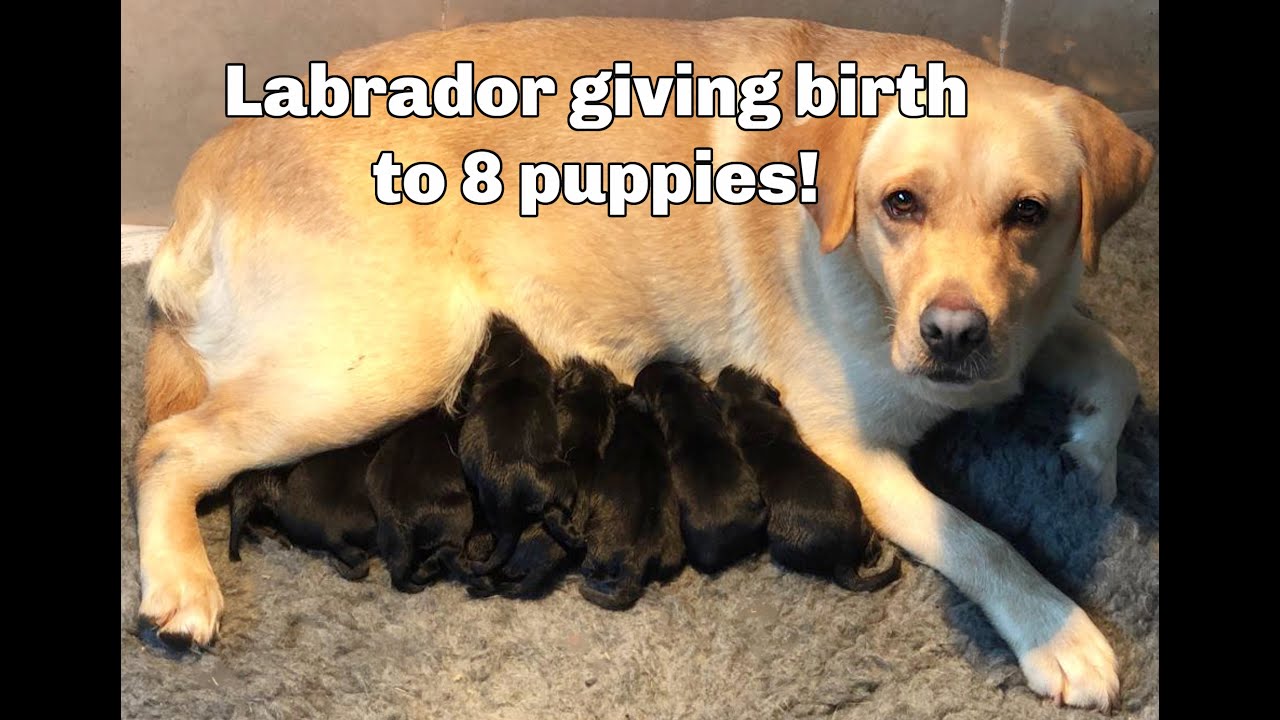 DOG GIVING BIRTH TO PUPPIES