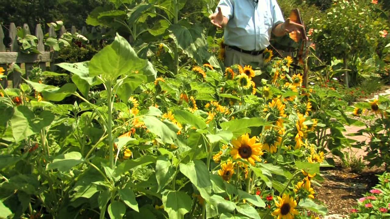Choosing Sunflower Varieties