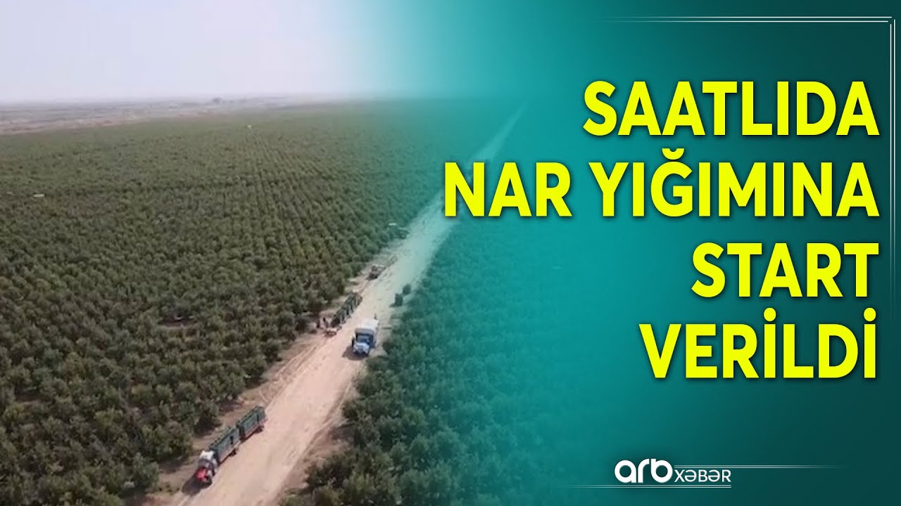 Saatlıda fermerlər nar yığımına start verdi - Təfərrüatlar