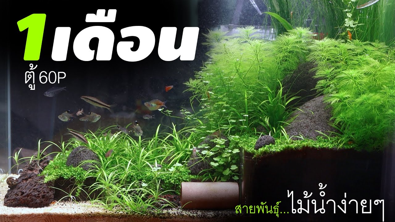 รวมไม้น้ำเลี้ยงง่าย ตู้ไม้น้ำดูแลน้อย : 60P PlantedTank