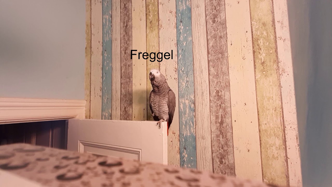 Lilo - Hallo - Tschüss