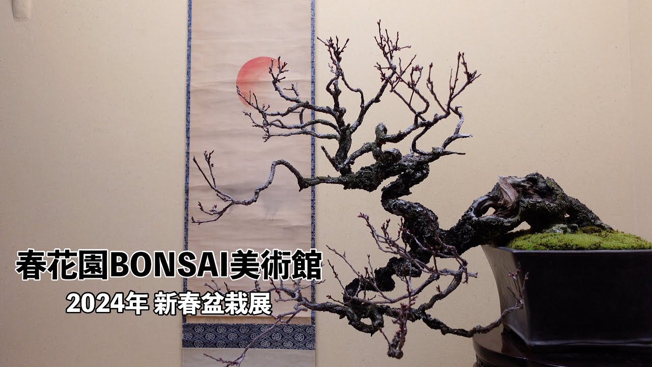 春花園BONSAI美術館／2024 New Year Bonsai Exhibition