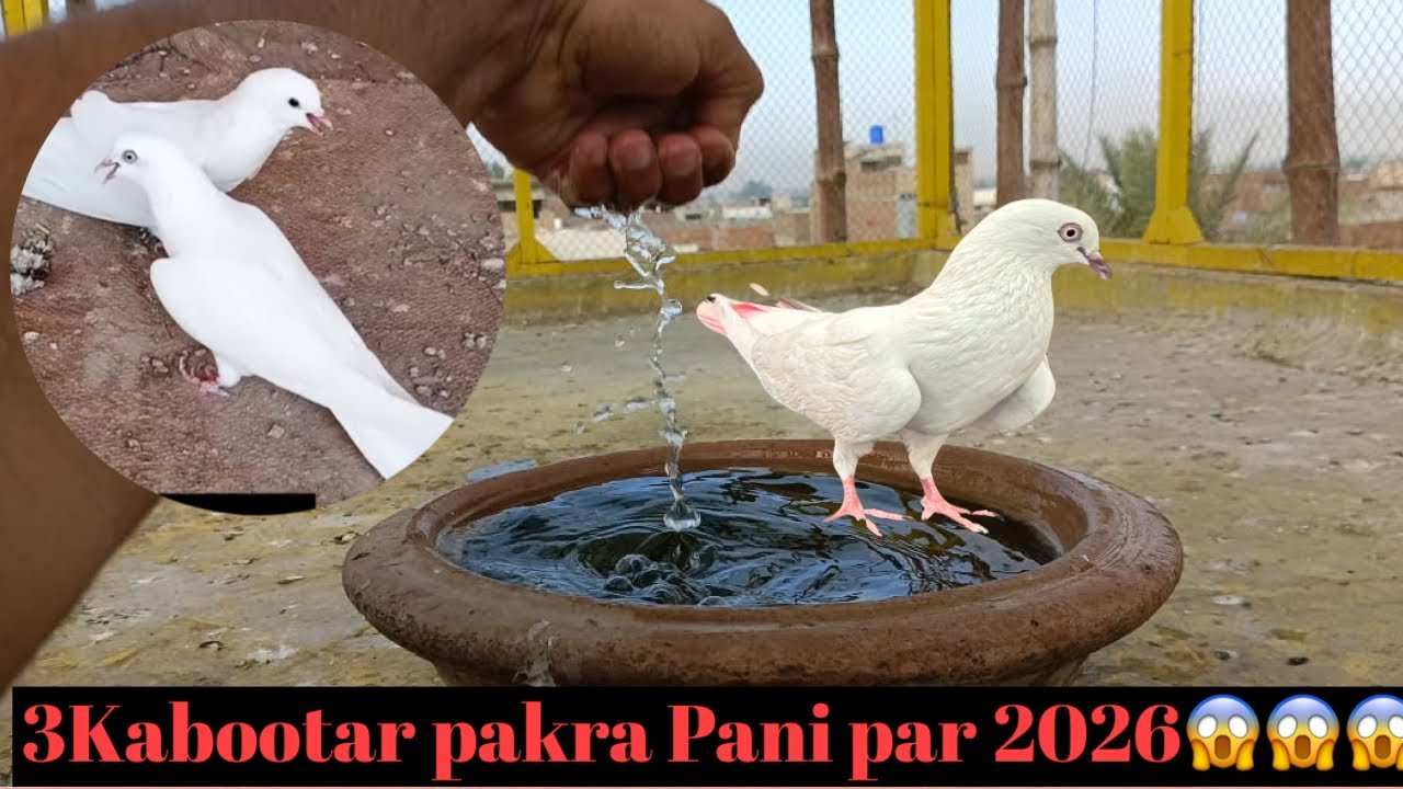 3 Kabootar Pakra Chatri Wale Top Quality Pigeon || Chari Mari 2025 😱