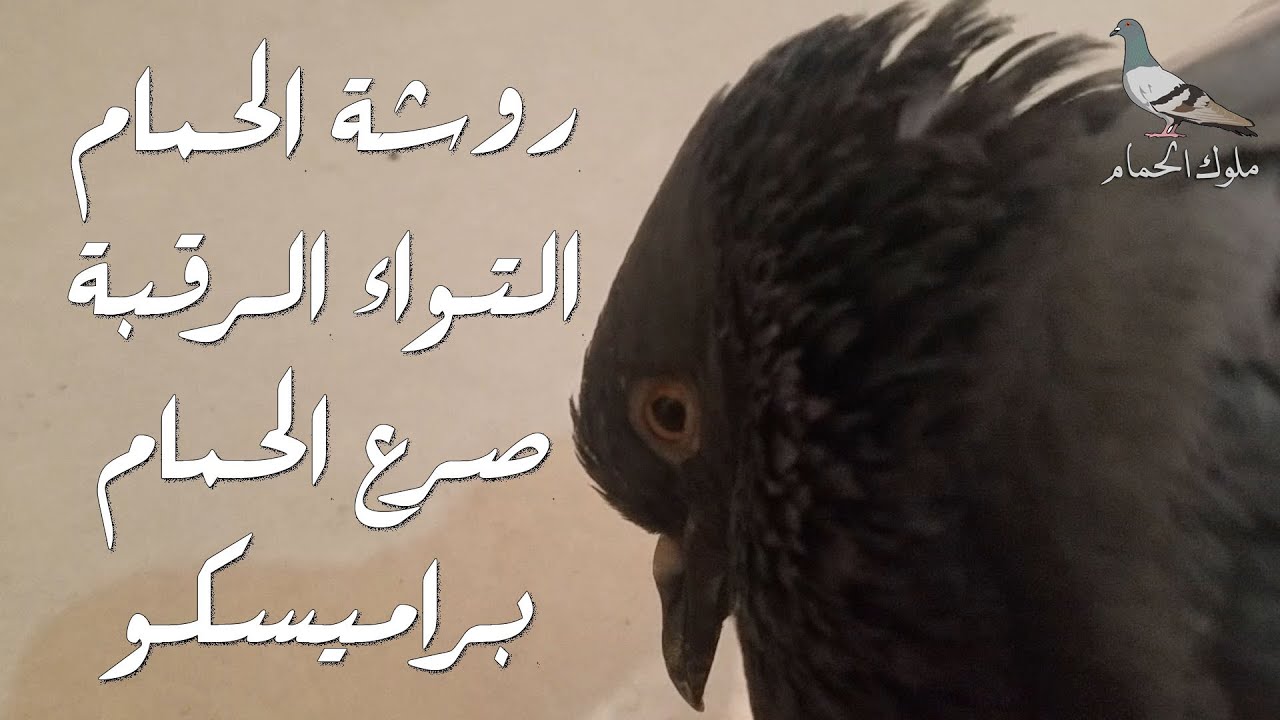 مرض روشة الحمام التواء الرقبة ( صرع الحمام، الروشة، بورقيبة، براميسكو, paramyxo ) أعراضه طرق انتقاله