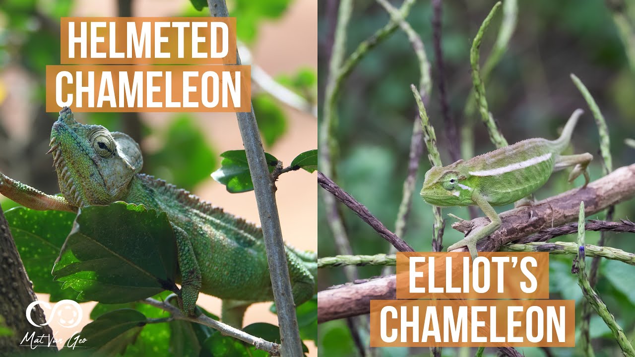 Elliot's Chameleon (Trioceros ellioti) & Helmeted Chameleon (Trioceros hoehnelii) | Herping Uganda