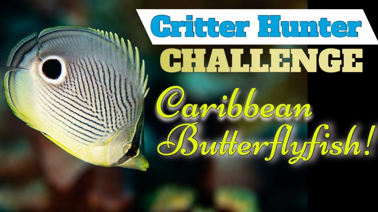 Critter Hunter Challenge: Caribbean Butterflyfish