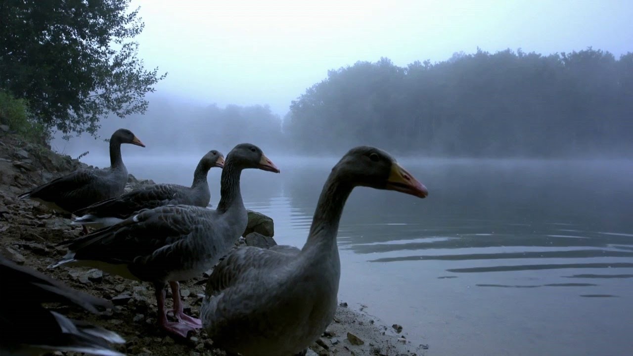 BBC Natural World - Series 33 Episode 3 '' France: The Wild Side ''