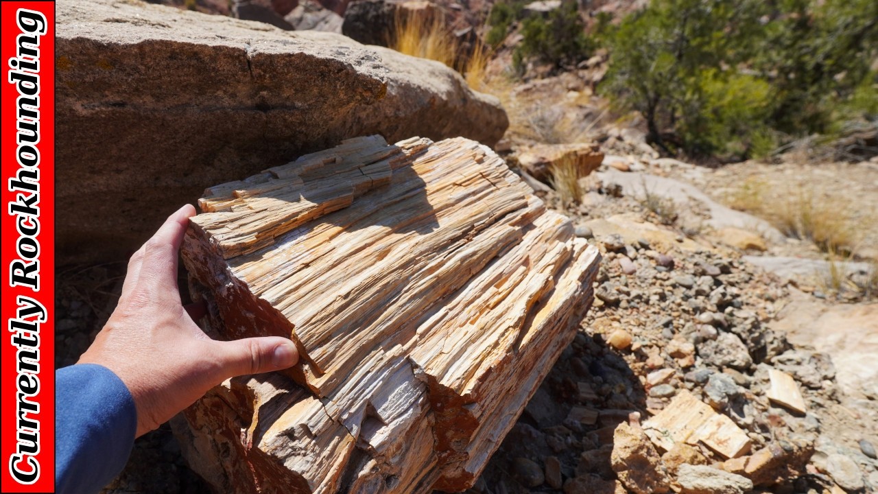 Petrified Wood at Hurricane Mesa