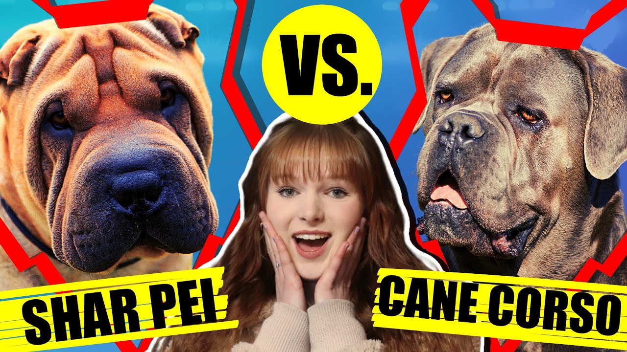 SHAR PEI VS CANE CORSO