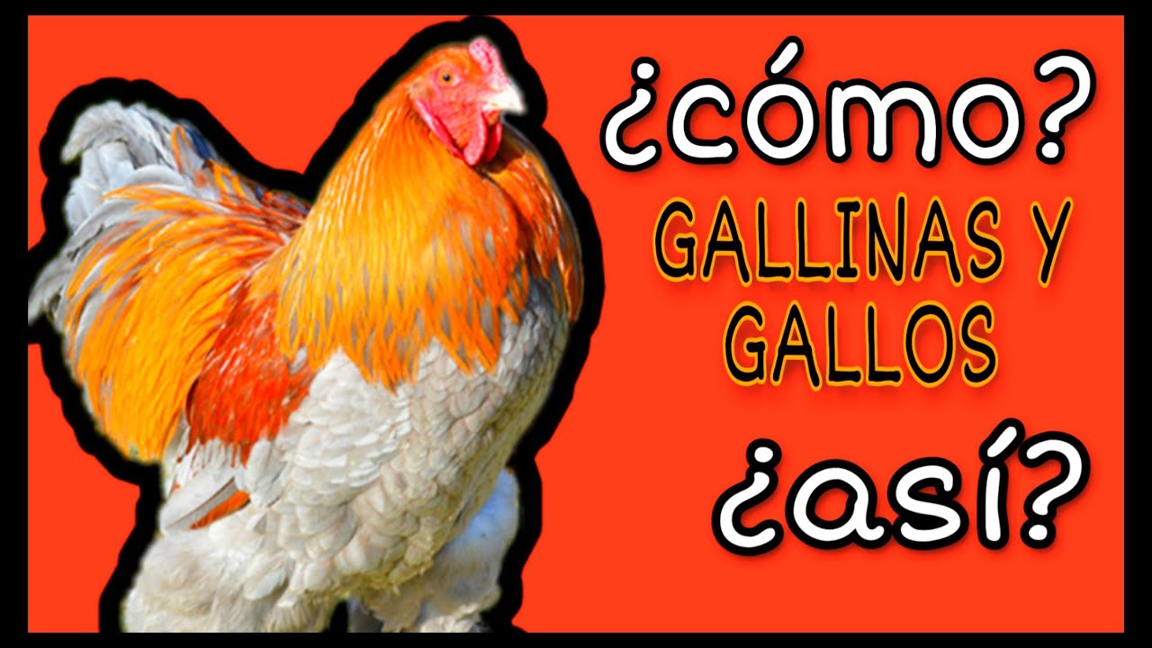 como criar gallinas criollas en casa
